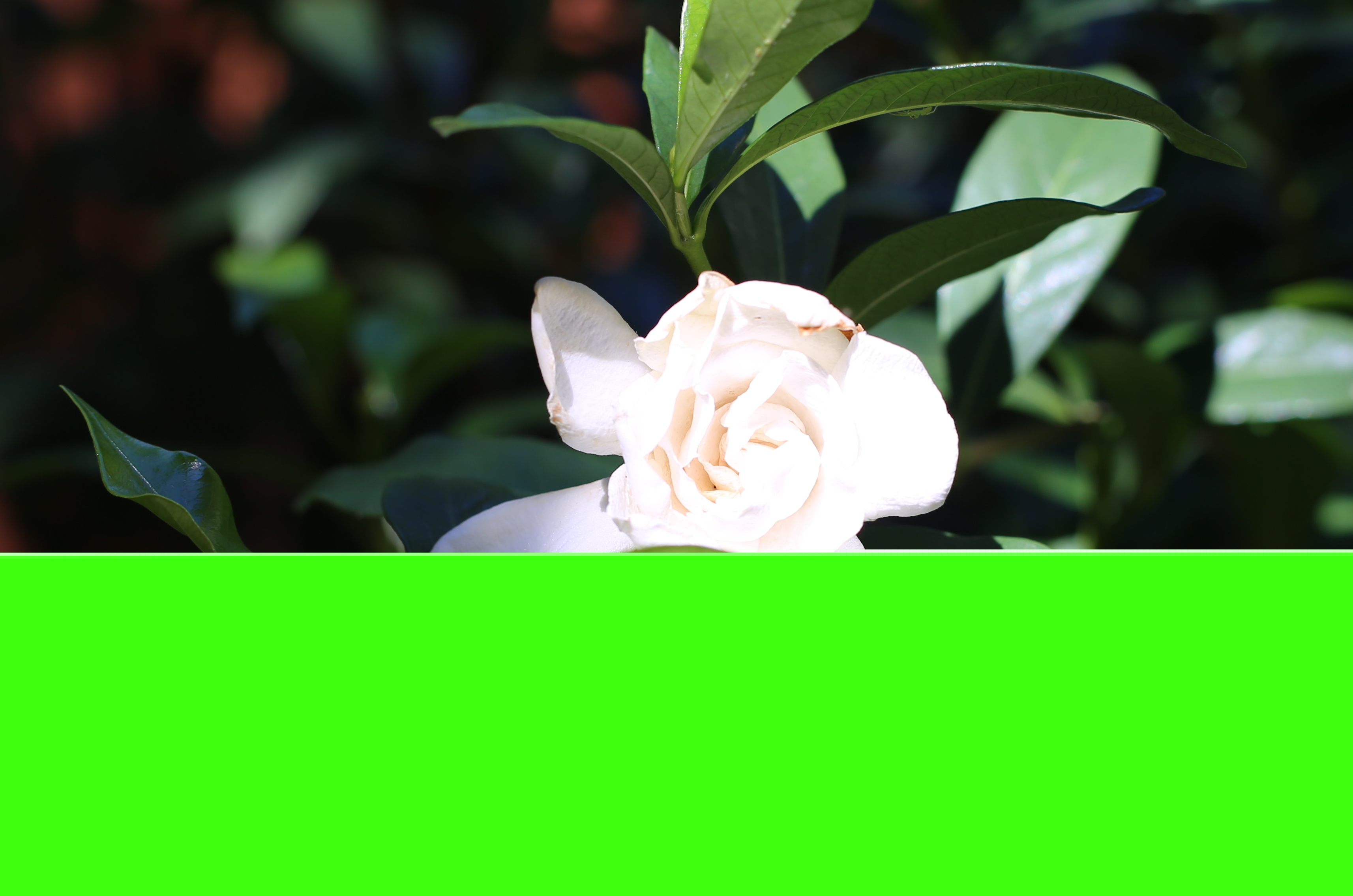 Gardenia